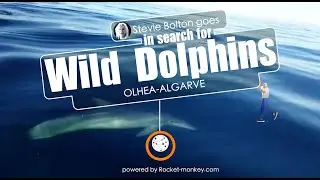 searching for Dolphins in Faro
