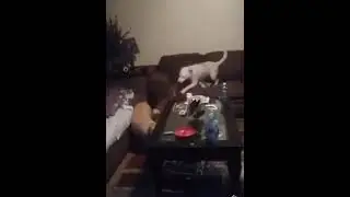 its always playtime over here