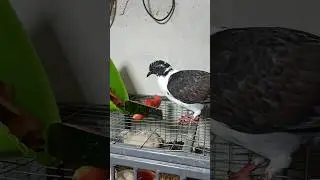Голубь ест арбуз 🍉