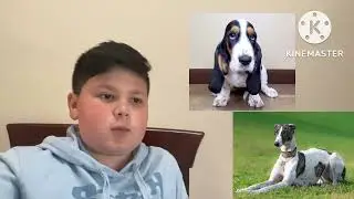 What are the 7 dog breed groups?