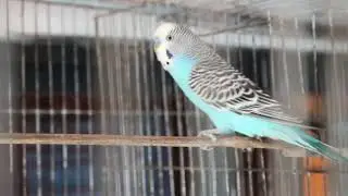 Identify male/female in budgiguar easily