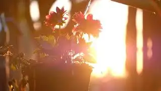 Flower   31953 1  Озвучивание аудиокниг мужским голосом.