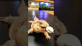 Red Tegu Lizard, Salvador, swallows 2 more whole eggs
