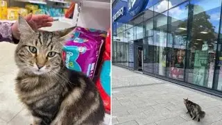 An Adored UK Puss isBanned from Boots, Or Is Не?
