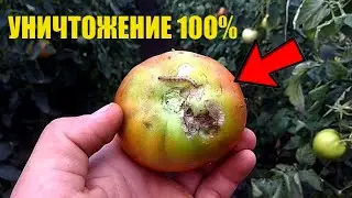 От гусеницы совки избавиться просто! 2 обработки этим препаратом!
