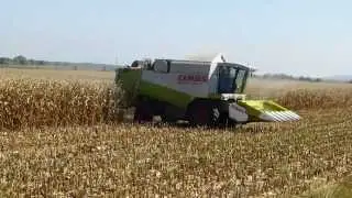 CLAAS LEXION SCANIA R420 Harvest Corn Kukorica aratas Жътва Царевица 2013