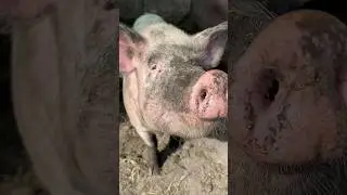 Свинью не отмыть, всё остальное легко!