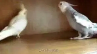 Bird singing Kill Bill!!