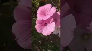 мои цветочки . #мы деревенские