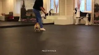 Щенок французского бульдога Алевтина