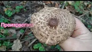 ЗОНТИК ОЛИВЬЕ.Chlorophyllum olivieri.