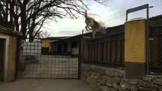 Perro de caza salta valla de 3 metros de altura - Podenco saltando valla