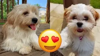 Lhasa Apso — Cute And Hilarious Videos And Tik Toks Compilation