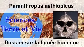 Paranthropus aethiopicus