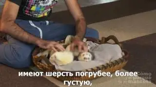 Фретки-фотопериод и как он влияет на жизнь фреток