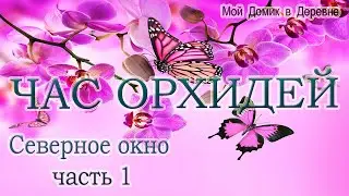 ЧАС ОРХИДЕЙ / КАК УБРАТЬ НАЛЁТ ОТ ПРЕПАРАТОВ С ЛИСТЬЕВ ОРХИДЕЙ / СЕВЕРНОЕ ОКНО / ЧАСТЬ 1