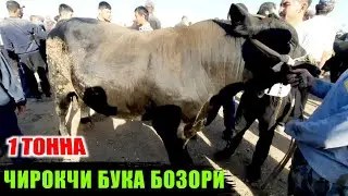 ЧИРОКЧИ МОЛ БОЗОРИ НАРХЛАРИ 2021 CHIROQCHI MOL BOZORI NARXLARI