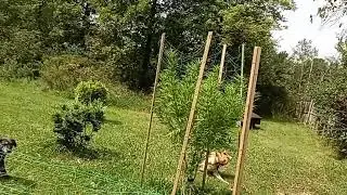 O HIGH O Outdoor Cannabis Grow 8-29-2024