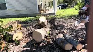 Stihl MS 162 chainsaw demo 👍👍 Get it!