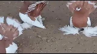 Статные Голуби Петропавловска