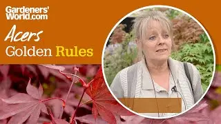 Caring for acers - Golden Rules