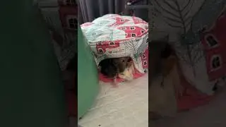 Три крысотки 😁❤️🐀