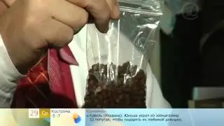 От Чего Помогает Перга