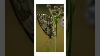 Schmetterlings  #photography