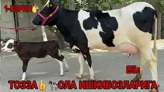 СИРОЖИДИНДАН ТОЗЗА КУЧАТ ОЛА ЭСТОН СУТДОР ТИГДОР СИГИРЛАР СОТИЛАДИ SOTILADIGON SIGIR 25 августа 2024