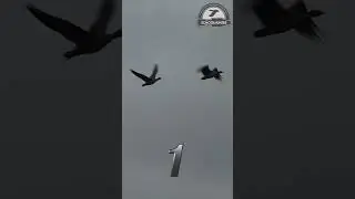 Оторвали от стаи гусей, манок schoolhunter. 