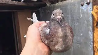 Мраморные голуби. Молодёжь 2019
