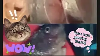 CARA MEMBERSIKAN IKAN ALA DIRIKU SAMPE GLOWING GA TU IKAN HEHE