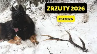 ZRZUTY JELENI - 30.01.2026 #5 #zrzuty #zhody #nature #forest #antlers #deer #wildlife #winter #zima