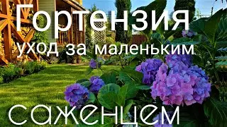 Гортензия. Как правильно ухаживать и сохранить маленький саженец.