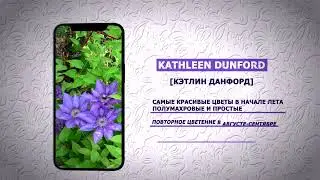 Клематис Кэтлин Данфорд