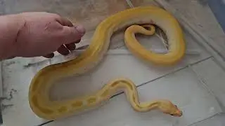 Albino Green Burmese Male
