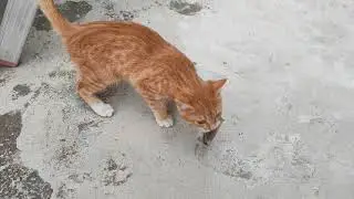 KEDİNİN AVI FARE ile OYUNU
