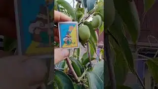 Актинідія, результати сезону.