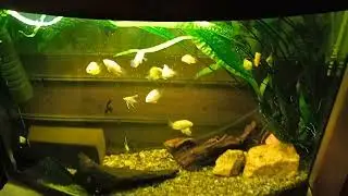 Новые рыбки в старом аквариуме!! И немного воды на полу!!))