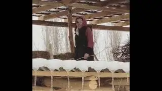 Жумуртка издеген Айсалкын