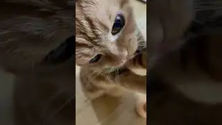 CAT TRAINING | HOW TO TRAIN YOUR CAT | CAT VIDEOS | HONEST CAT | MEOWMEOW | 