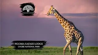 Giraffe Duel I Botswana I Ngoma Safari Lodge