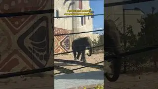 🐘 Знакомимся с новым жителем казанского зоопарка - слоном Филимоном 