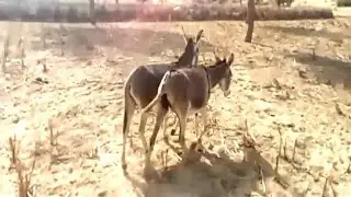 meeting the donkey first time village,donkey meeting