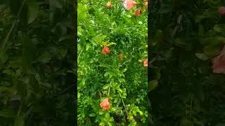Цветущий гранат