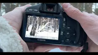 POV Вечерняя съёмка в лесу / POV Evening Shooting In The Forest