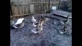 гуси в моем дворе