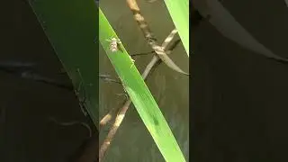 Backyard bug hunt - dragonfly nymph exoskeleton