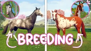 Breeding Star Stable Horses! | Rival Stars Horse Racing