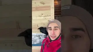 How a raven opens nuts 
